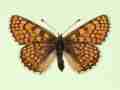 Melitaea cinxia female (aberrant form gracilens) (Internet Image property of respective owner, non-commercial use only)